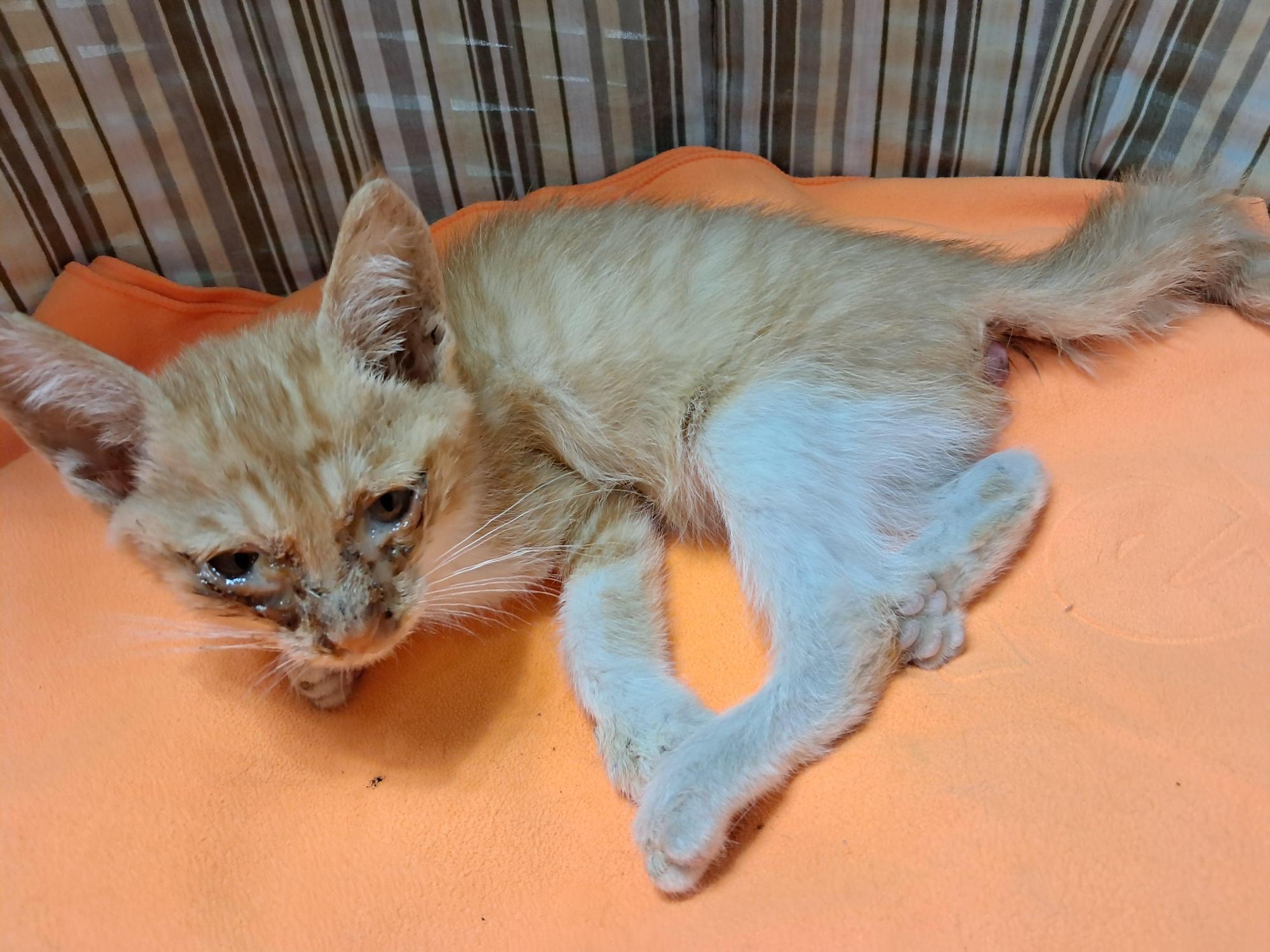 강남동물병원_431370202500788